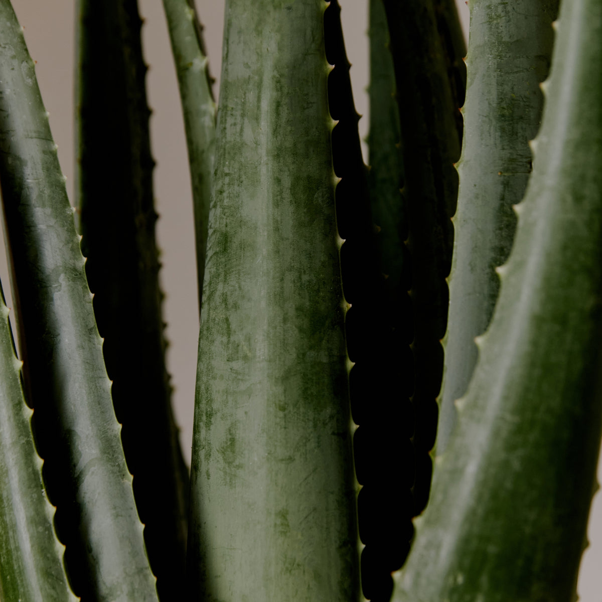 AROMATICA Organic Aloe Vera Gel