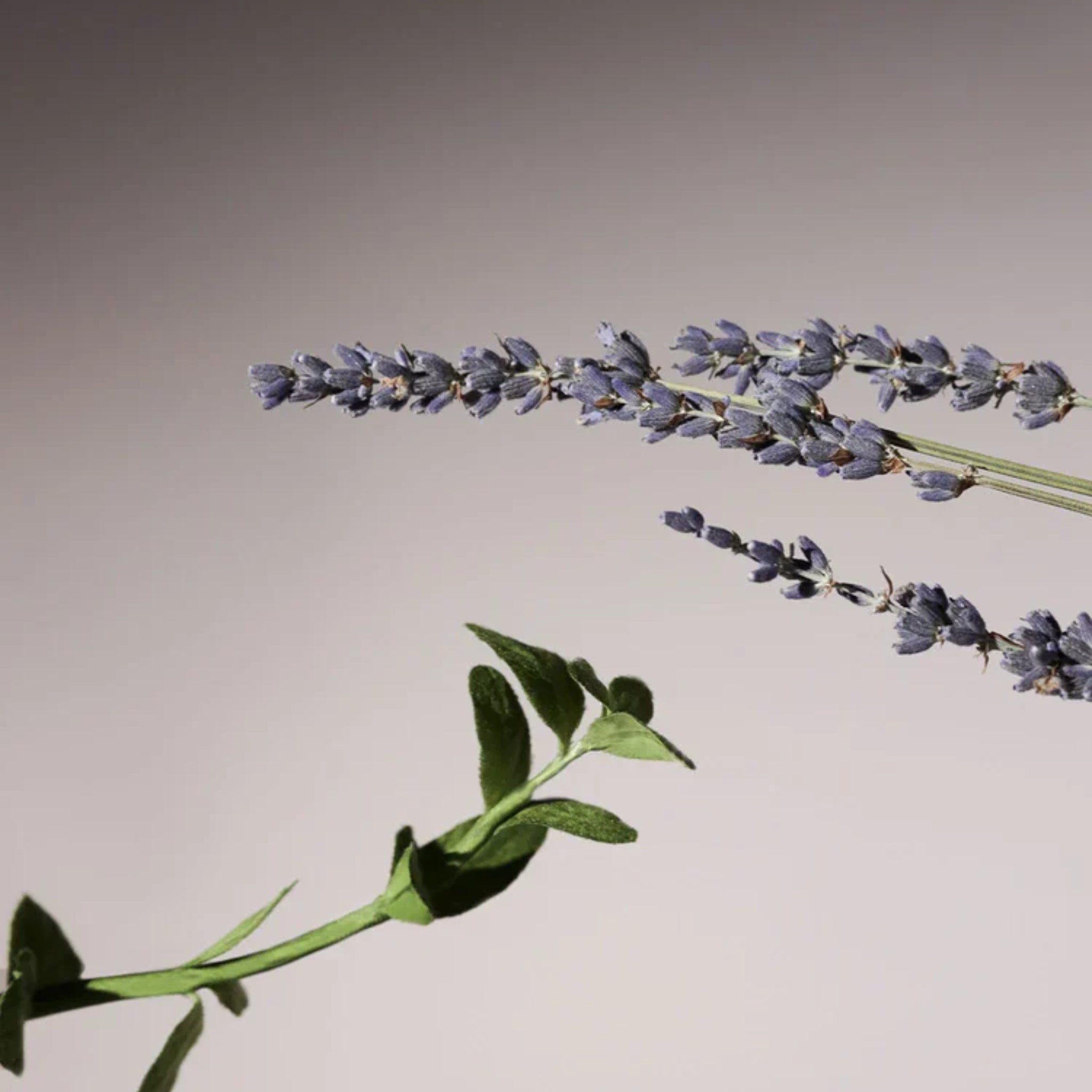 AROMATICA Serene Body Oil Lavender & Marjoram