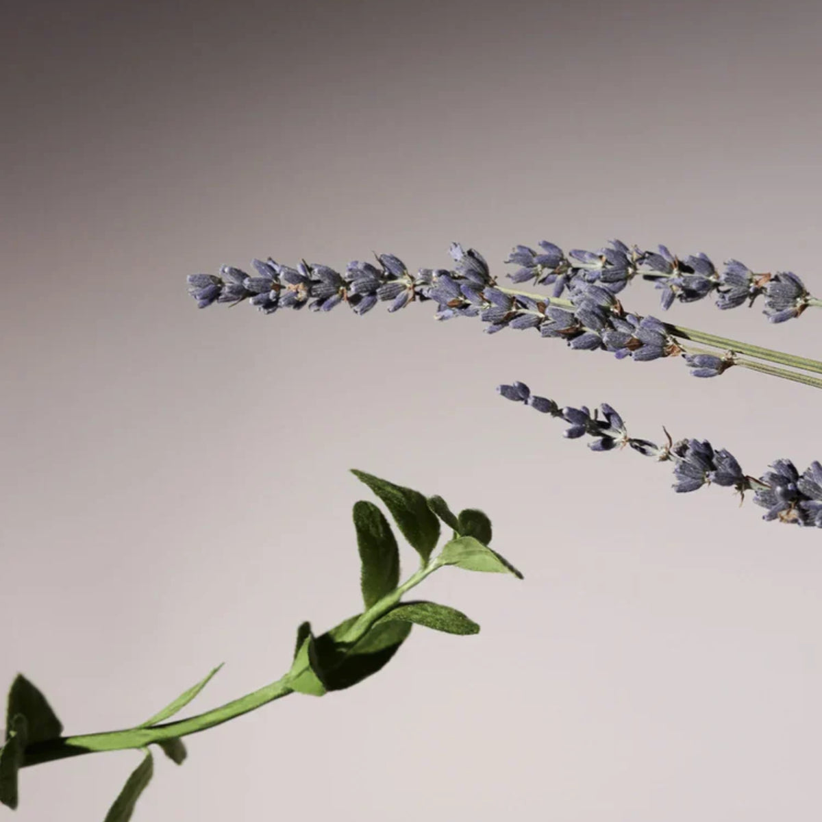 AROMATICA Serene Body Wash Lavender & Marjoram
