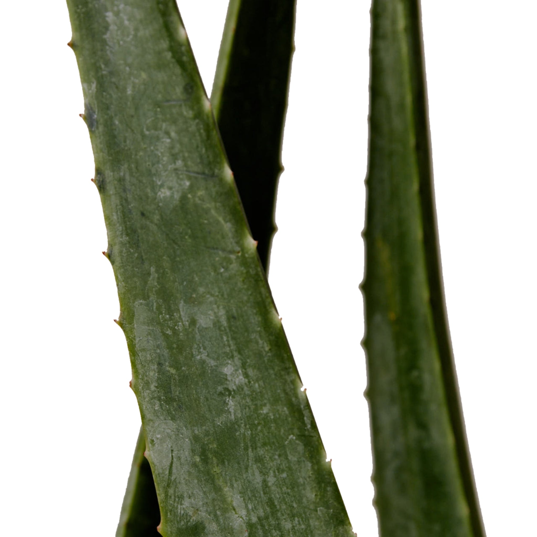 AROMATICA Soothing Aloe Aqua Cream