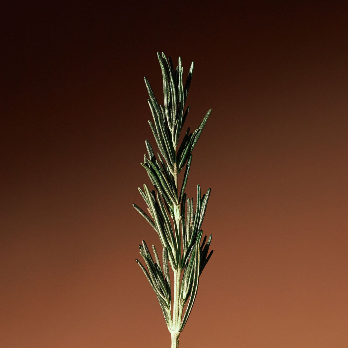 AROMATICA Vitalizing Rosemary Concentrated Essence