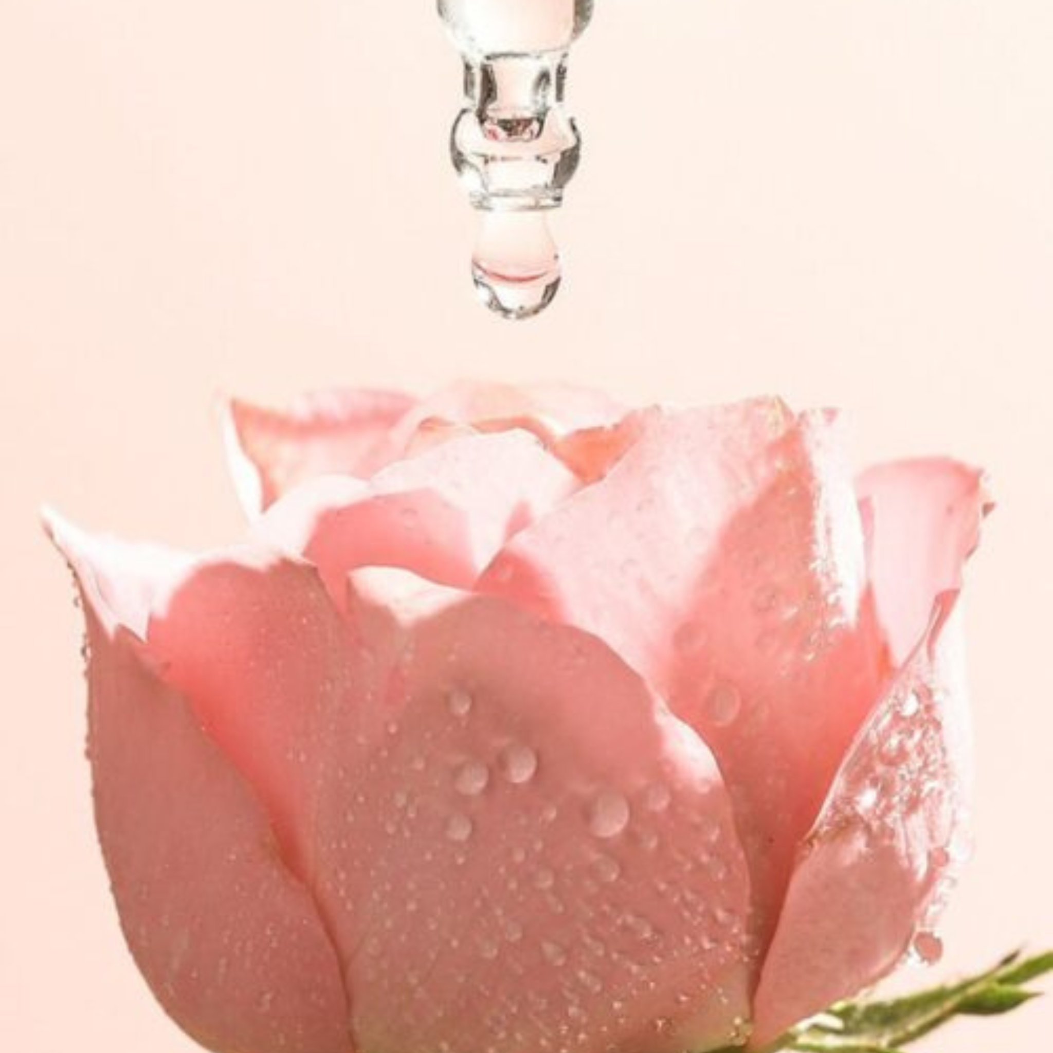 COCOON Rose Serum